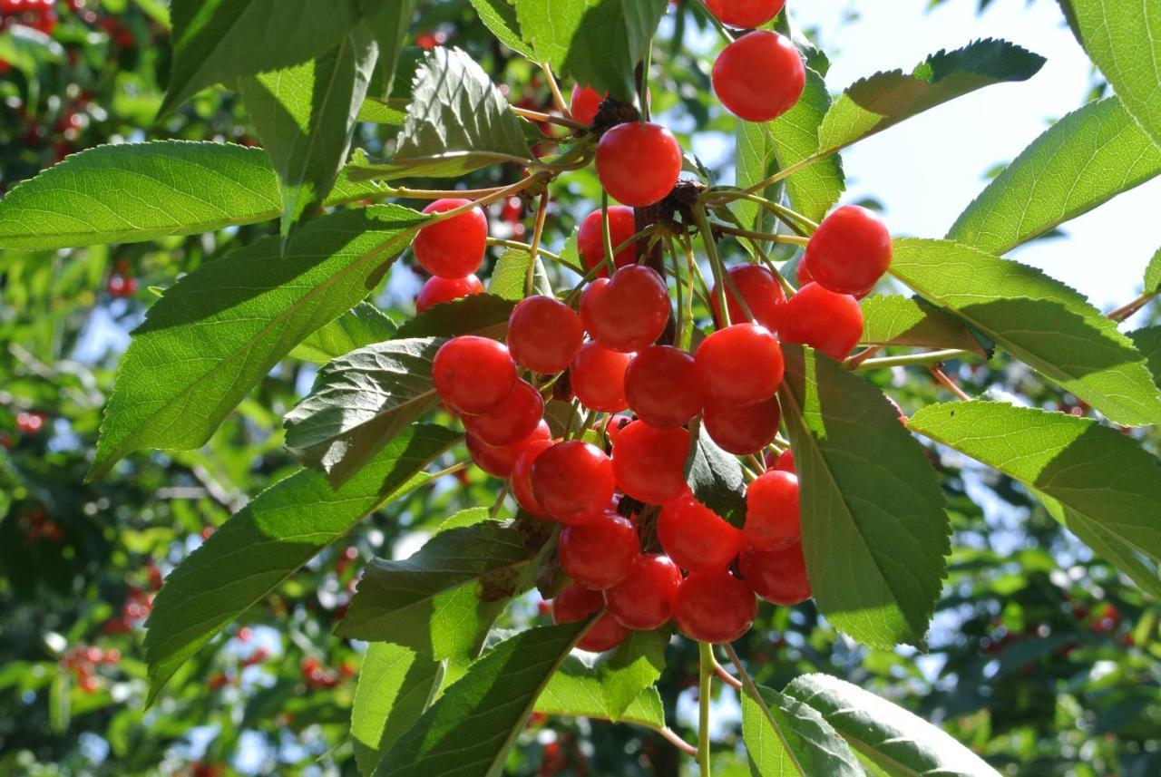 Alloggio Cantalupo Formigine Dış mekan fotoğraf